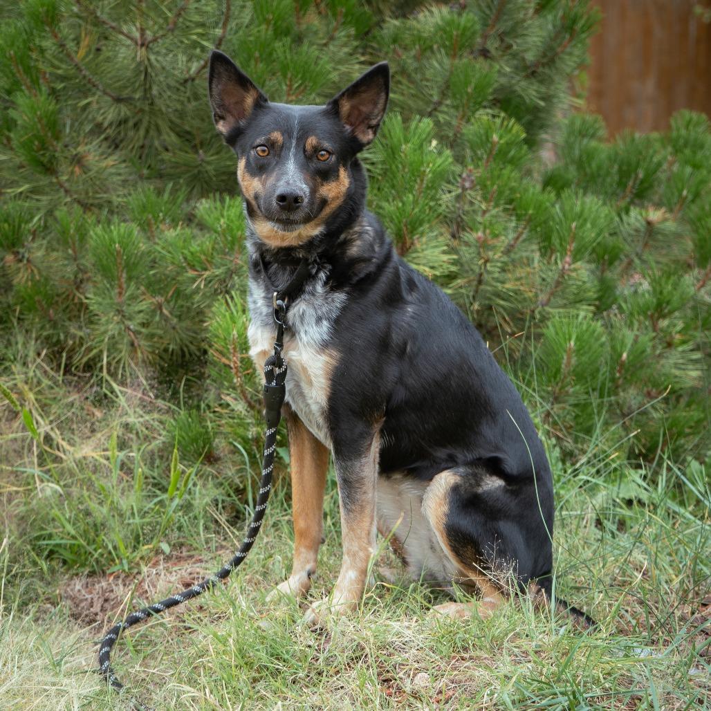 Birdie, a Adoptable mixed breed in Cheyenne, WY image 2/6