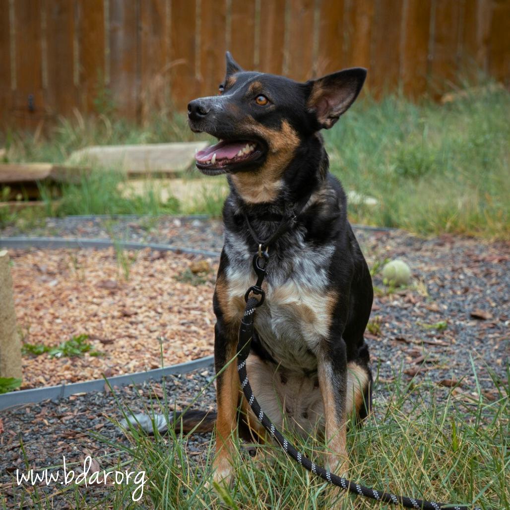 Birdie, a Adoptable mixed breed in Cheyenne, WY image 3/6