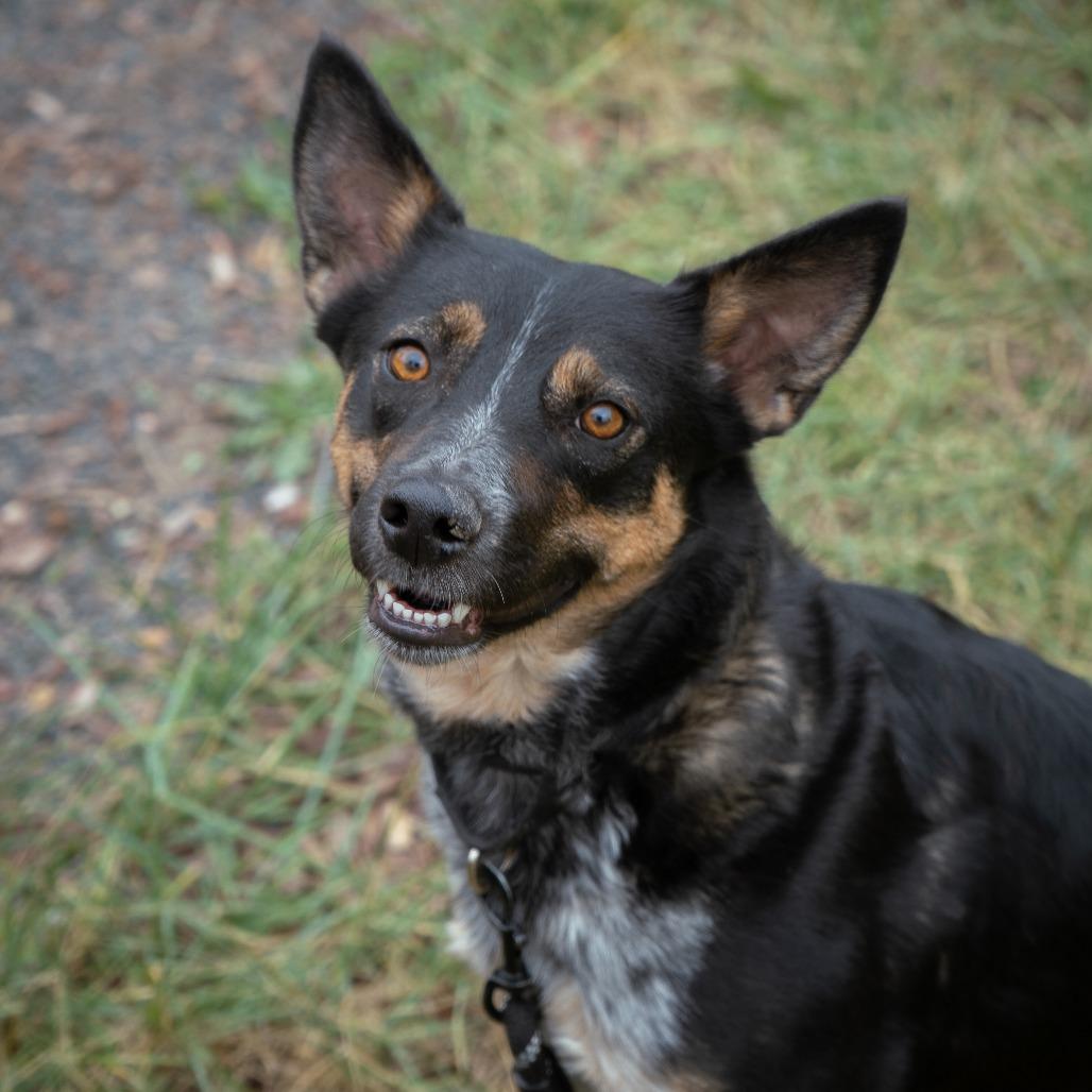 Birdie, a Adoptable mixed breed in Cheyenne, WY image 4/6