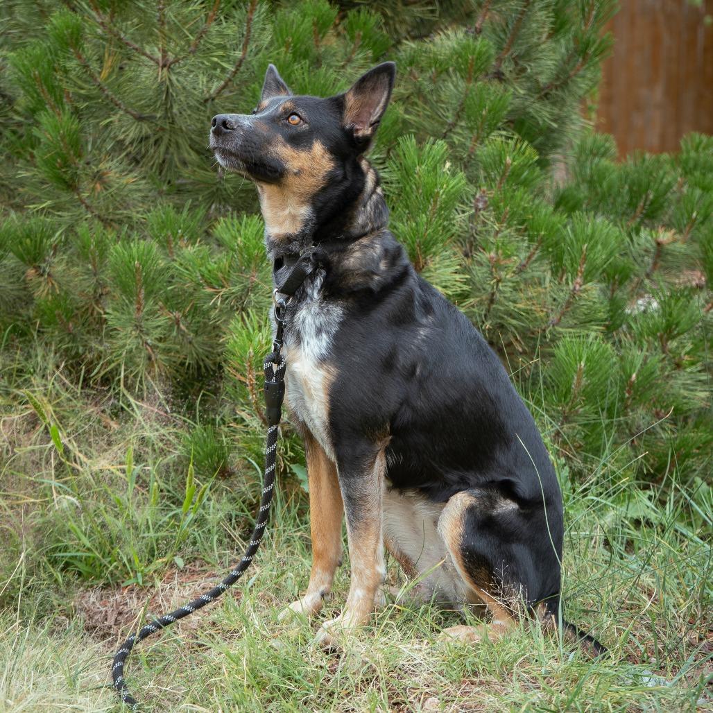 Birdie, a Adoptable mixed breed in Cheyenne, WY image 5/6