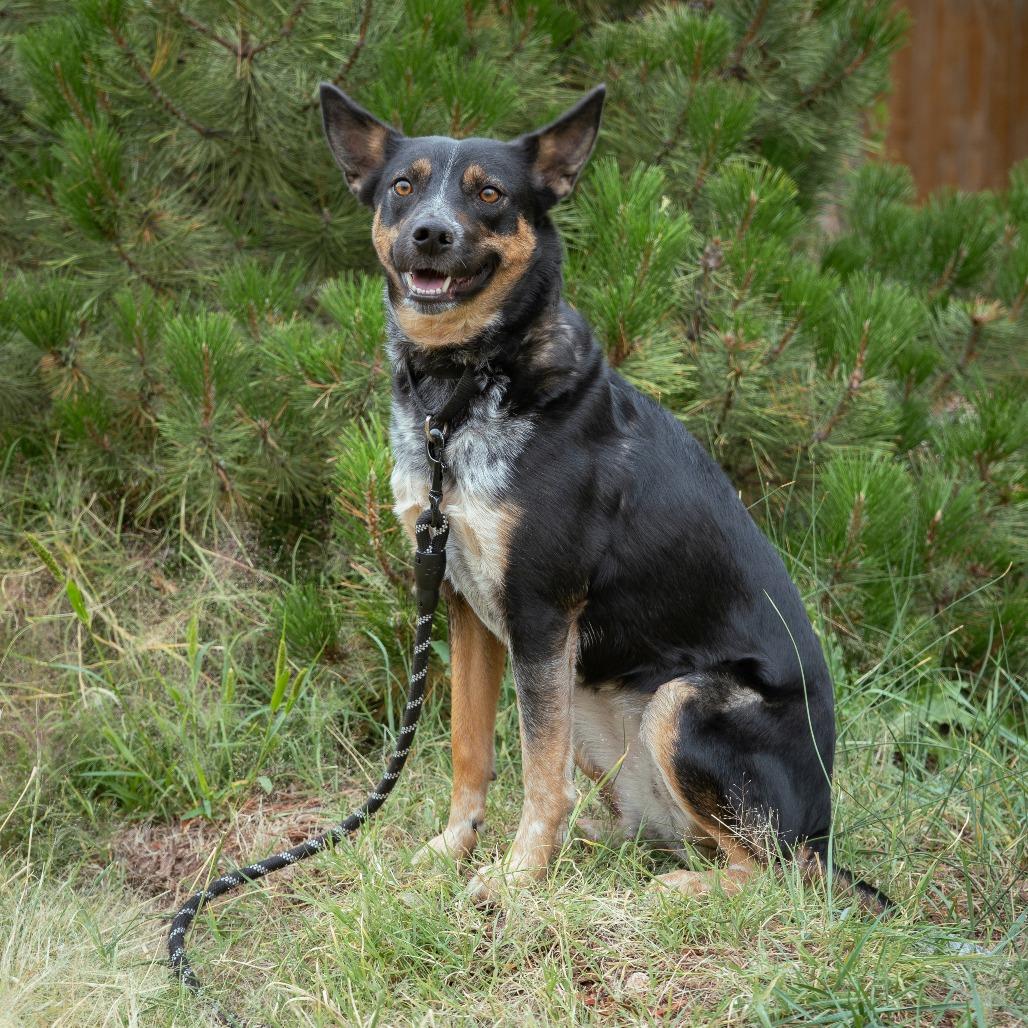 Birdie, a Adoptable mixed breed in Cheyenne, WY image 6/6