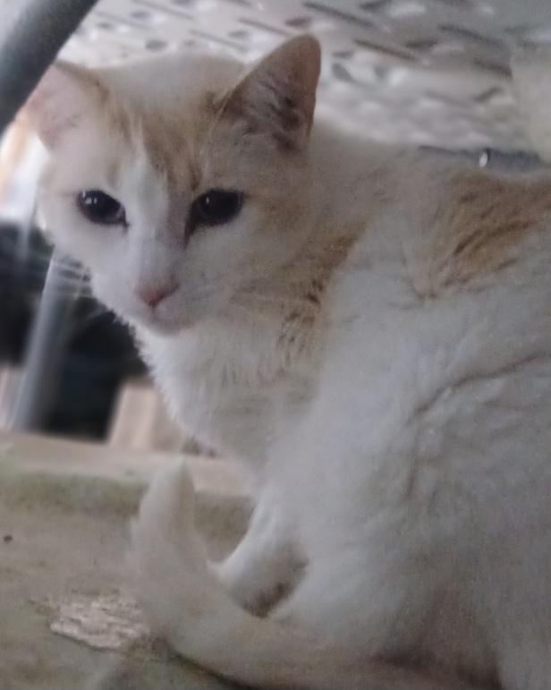 Enlarge 4761589, a ADOPTABLE Siamese in Lees Summit, MO image 1/1