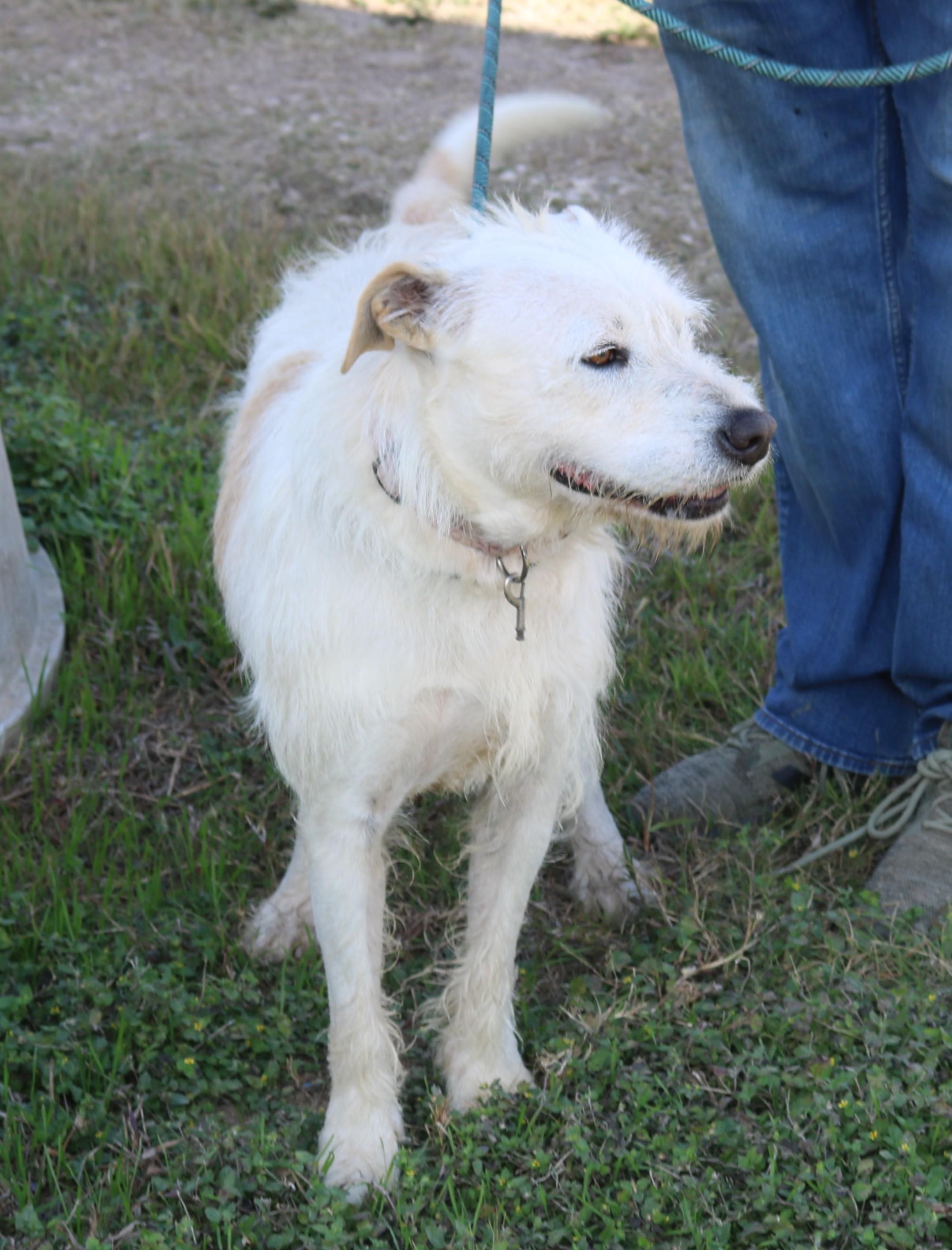Enlarge Jazz, a Adoptable mixed breed in Bandera, TX image 1/6