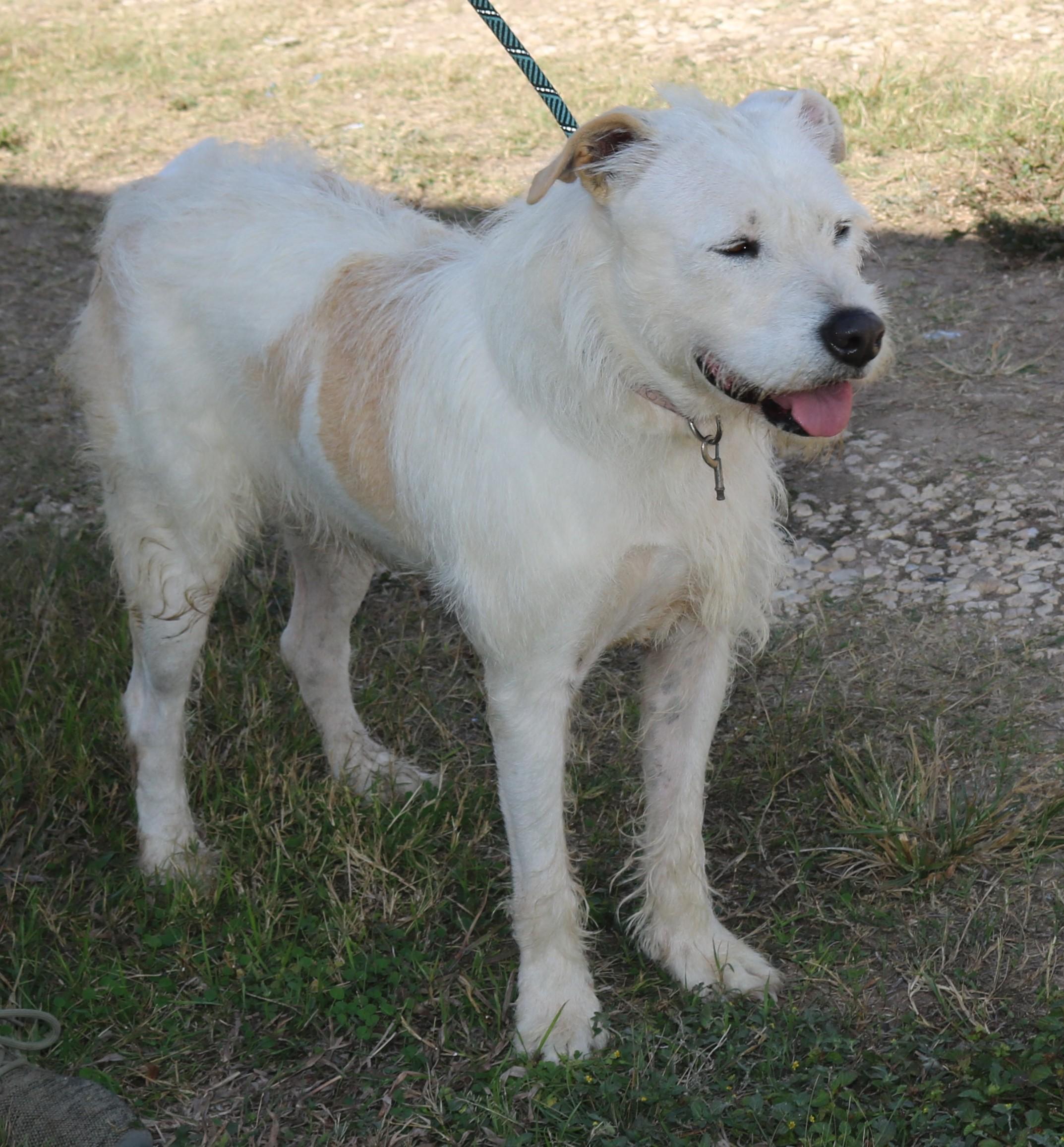 Enlarge Jazz, a Adoptable mixed breed in Bandera, TX image 2/6