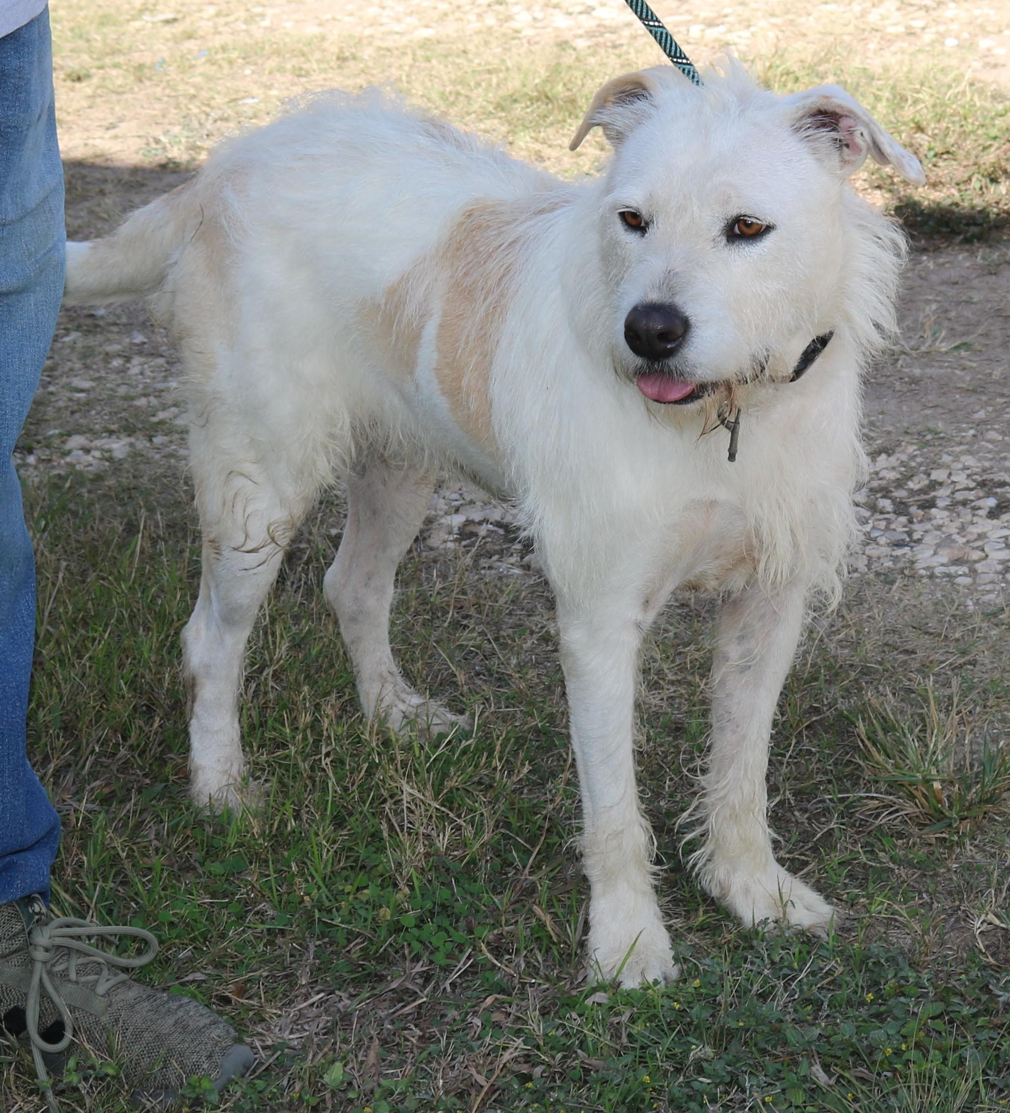 Enlarge Jazz, a Adoptable mixed breed in Bandera, TX image 3/6