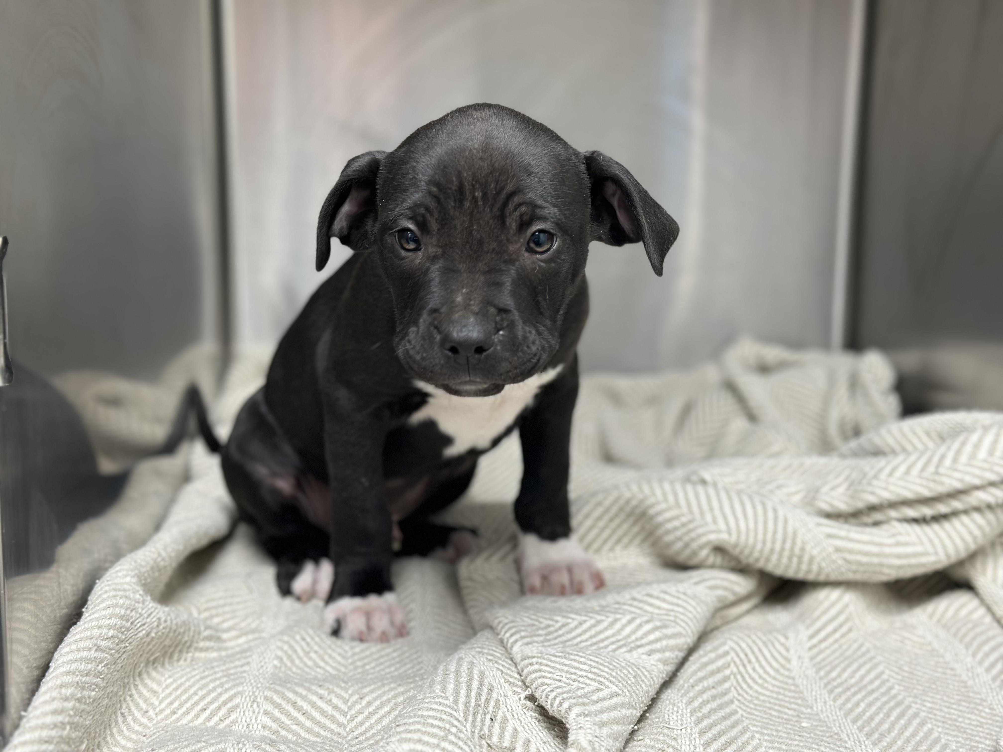 Enlarge Barrel , a ADOPTABLE Pit Bull Terrier in Kansas City, KS image 1/1
