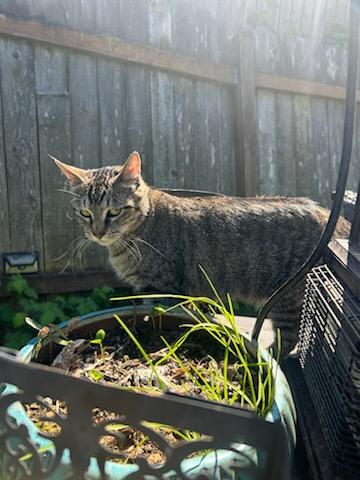 Enlarge Willow , a ADOPTABLE Domestic Short Hair in Tacoma, WA image 2/3
