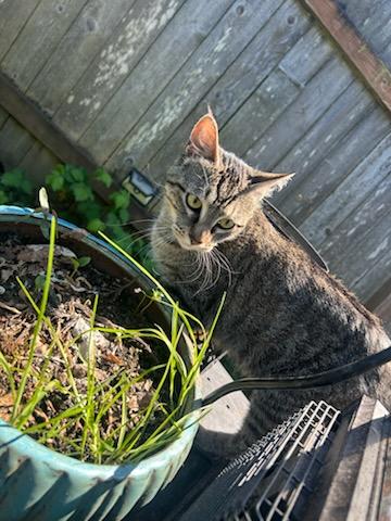 Enlarge Willow , a ADOPTABLE Domestic Short Hair in Tacoma, WA image 3/3