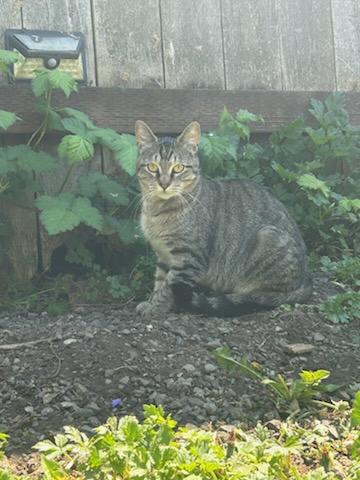 Enlarge Willow , a ADOPTABLE Domestic Short Hair in Tacoma, WA image 1/3