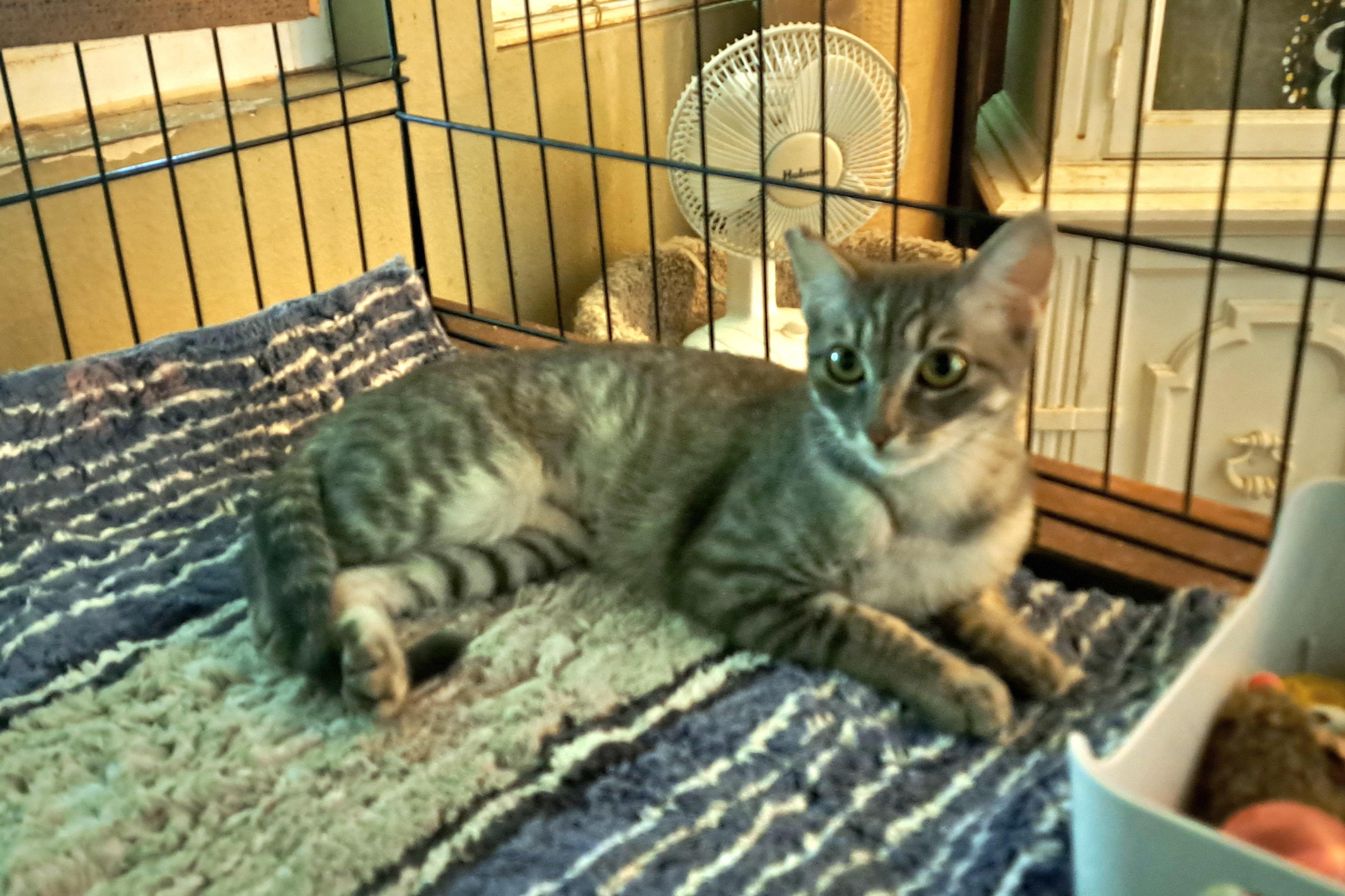 Enlarge Carly, a Adoptable Tabby in Riverside, CA image 3/4