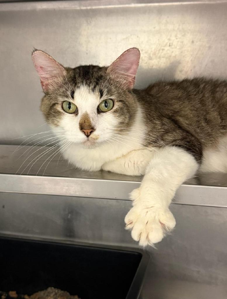 Enlarge Tiger (Cashew), a Adoptable mixed breed in Bossier City, LA image 1/2