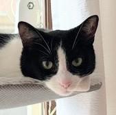 Moo Moo, a ADOPTABLE Tuxedo in Chicago, IL image 4/6