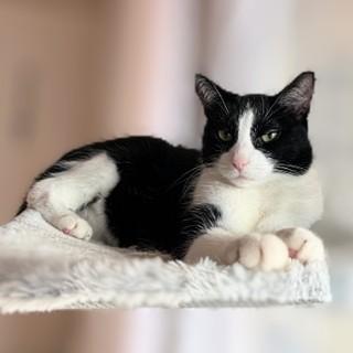Moo Moo, a ADOPTABLE Tuxedo in Chicago, IL image 6/6