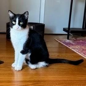 Moo Moo, a ADOPTABLE Tuxedo in Chicago, IL image 5/6