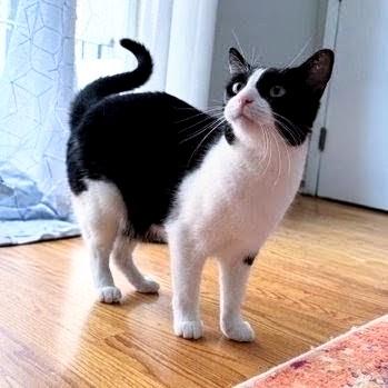 Moo Moo, a ADOPTABLE Tuxedo in Chicago, IL image 2/6