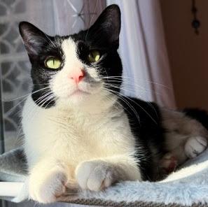 Moo Moo, a ADOPTABLE Tuxedo in Chicago, IL image 1/6