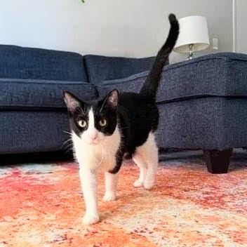 Moo Moo, a ADOPTABLE Tuxedo in Chicago, IL image 3/6