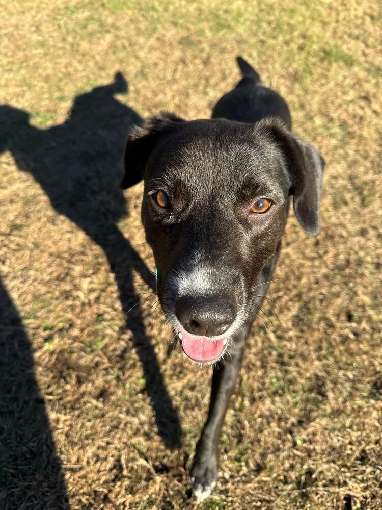Autumn (LOCATED AT BTDR HQ), Adoptable, Puppy Female Mixed Breed & Labrador Retriever.