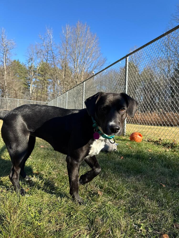 Enlarge Autumn (LOCATED AT BTDR HQ), a Adoptable mixed breed in Leverett, MA image 2/6