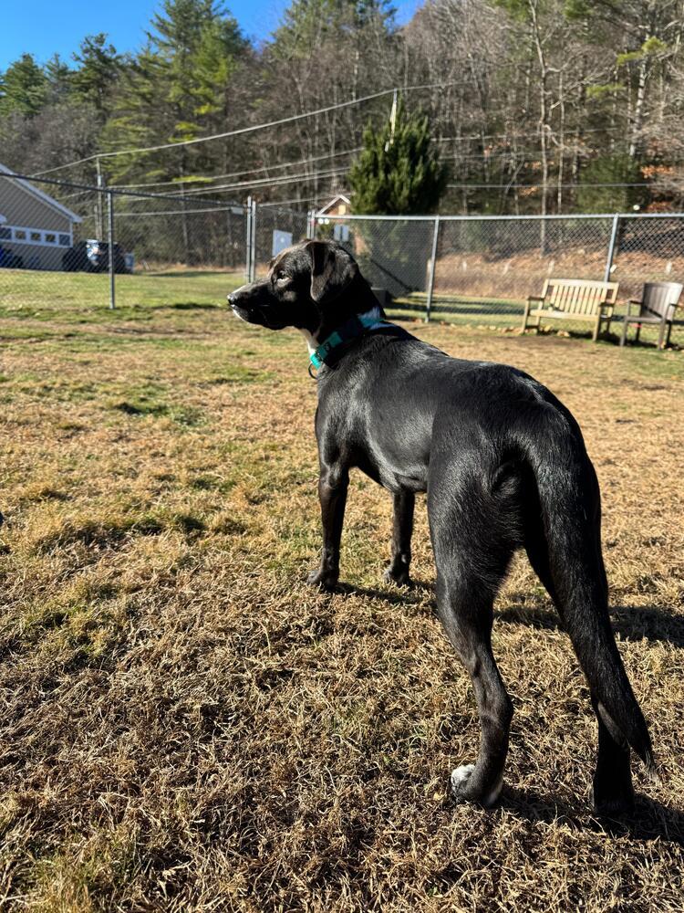 Enlarge Autumn (LOCATED AT BTDR HQ), a Adoptable mixed breed in Leverett, MA image 4/6