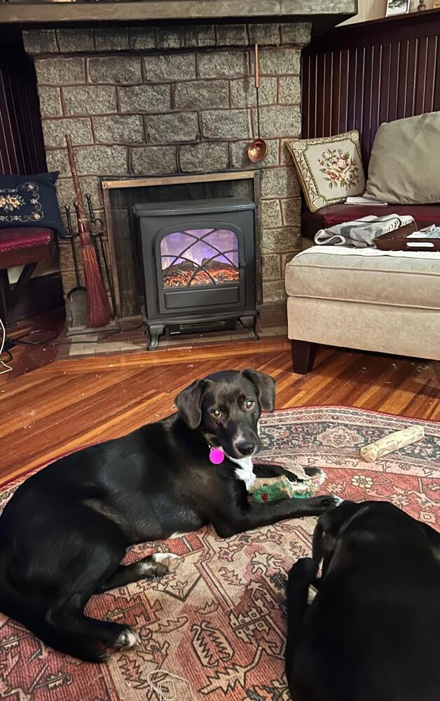 Enlarge Autumn (LOCATED AT BTDR HQ), a Adoptable mixed breed in Leverett, MA image 5/6