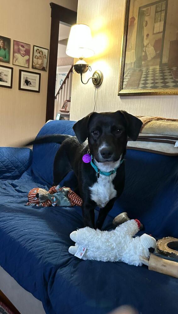 Enlarge Autumn (LOCATED AT BTDR HQ), a Adoptable mixed breed in Leverett, MA image 6/6