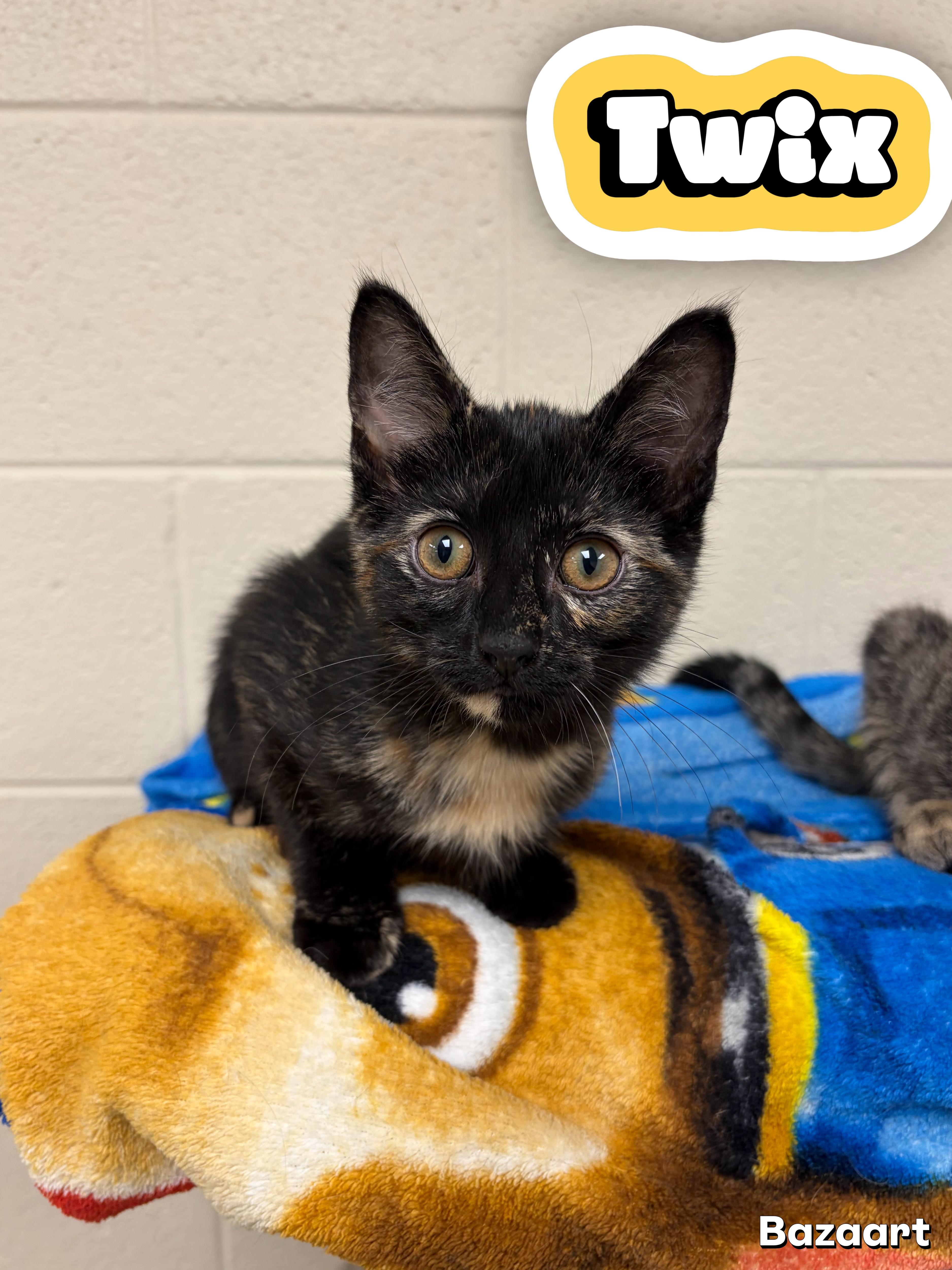 Twix, adopted, Young Female Domestic Short Hair.