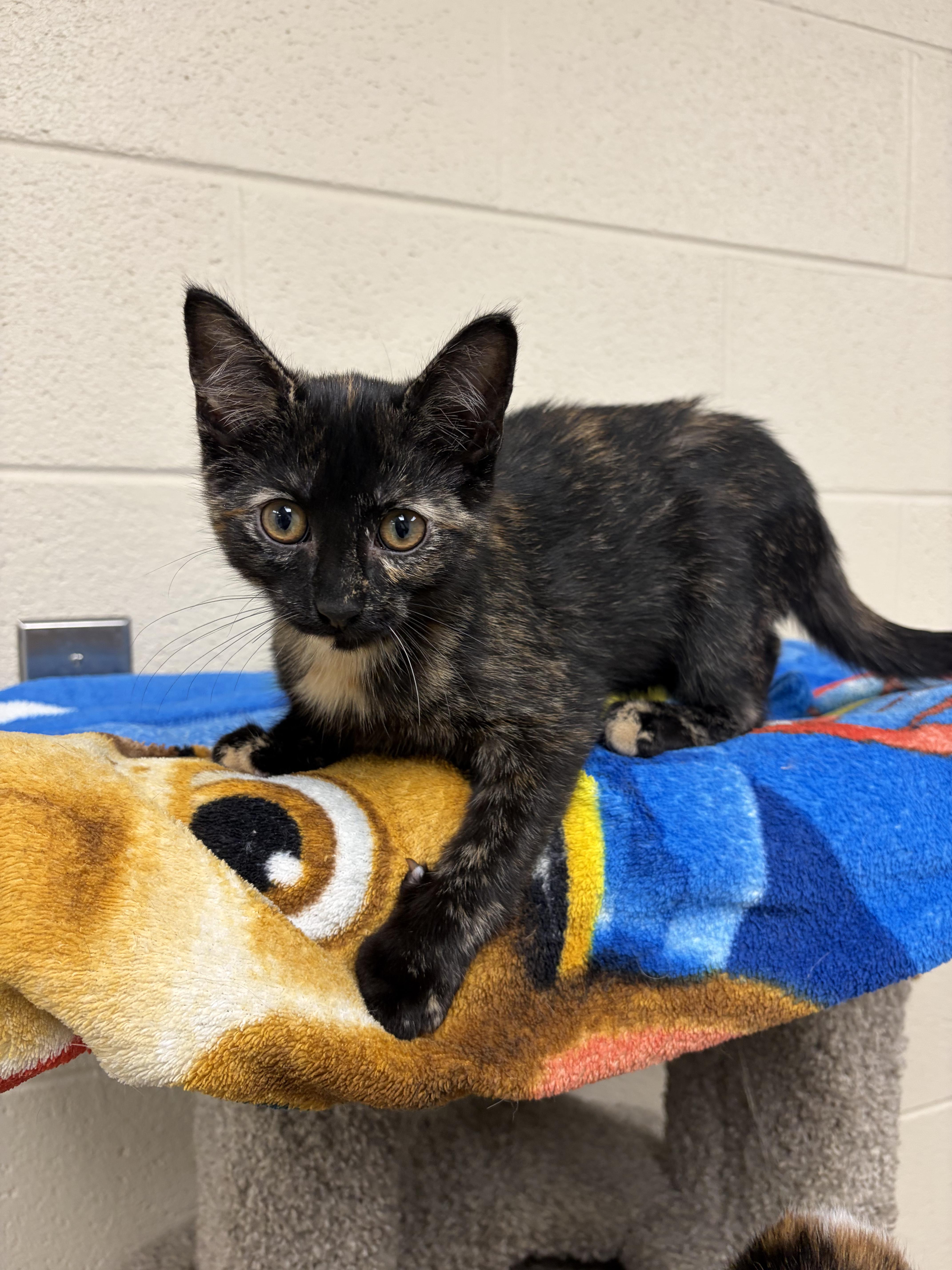 Twix, an adopted Domestic Short Hair in Valparaiso, IN image 2/2