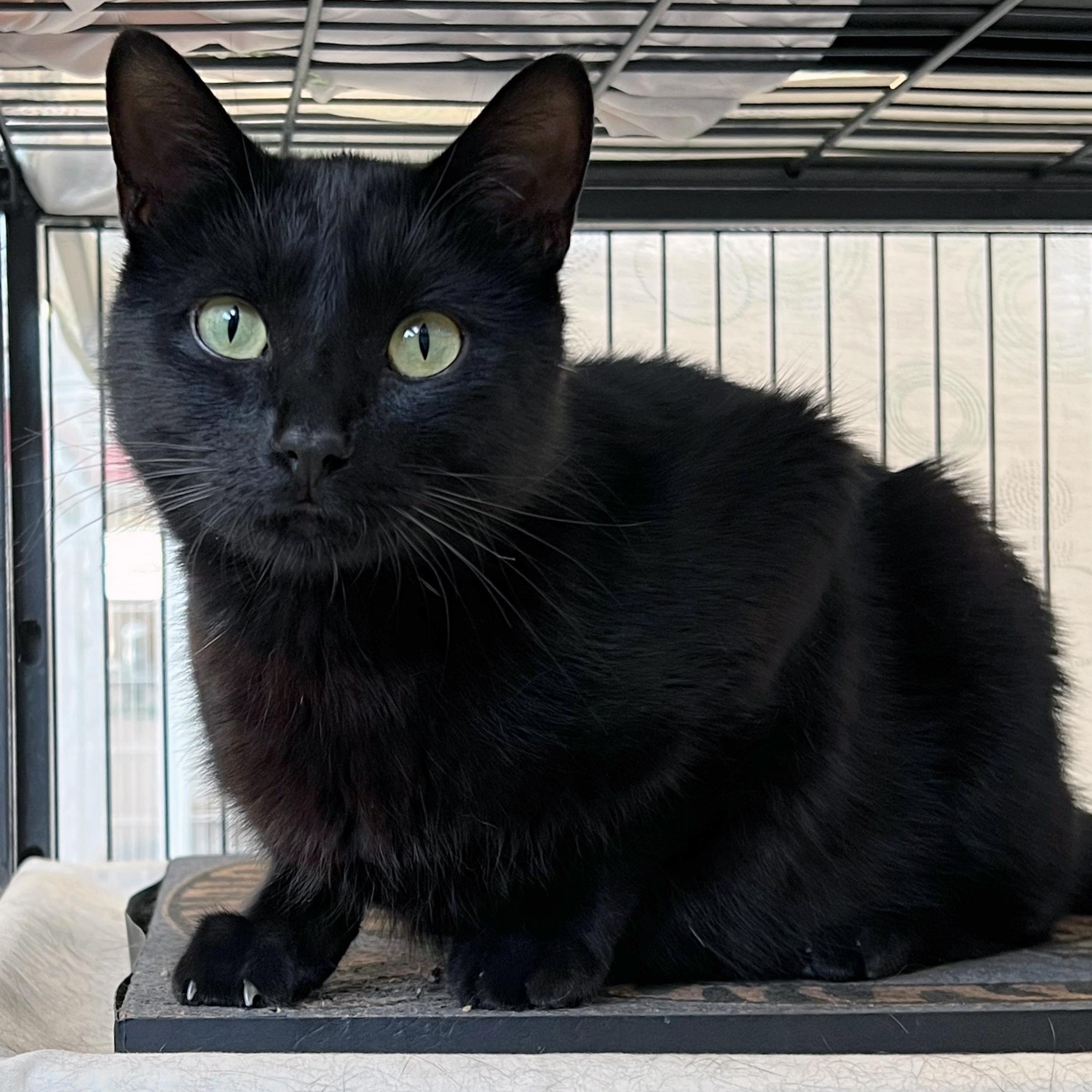 Enlarge Ash Ketchum, an adopted Domestic Short Hair in St. Louis, MO image 1/1