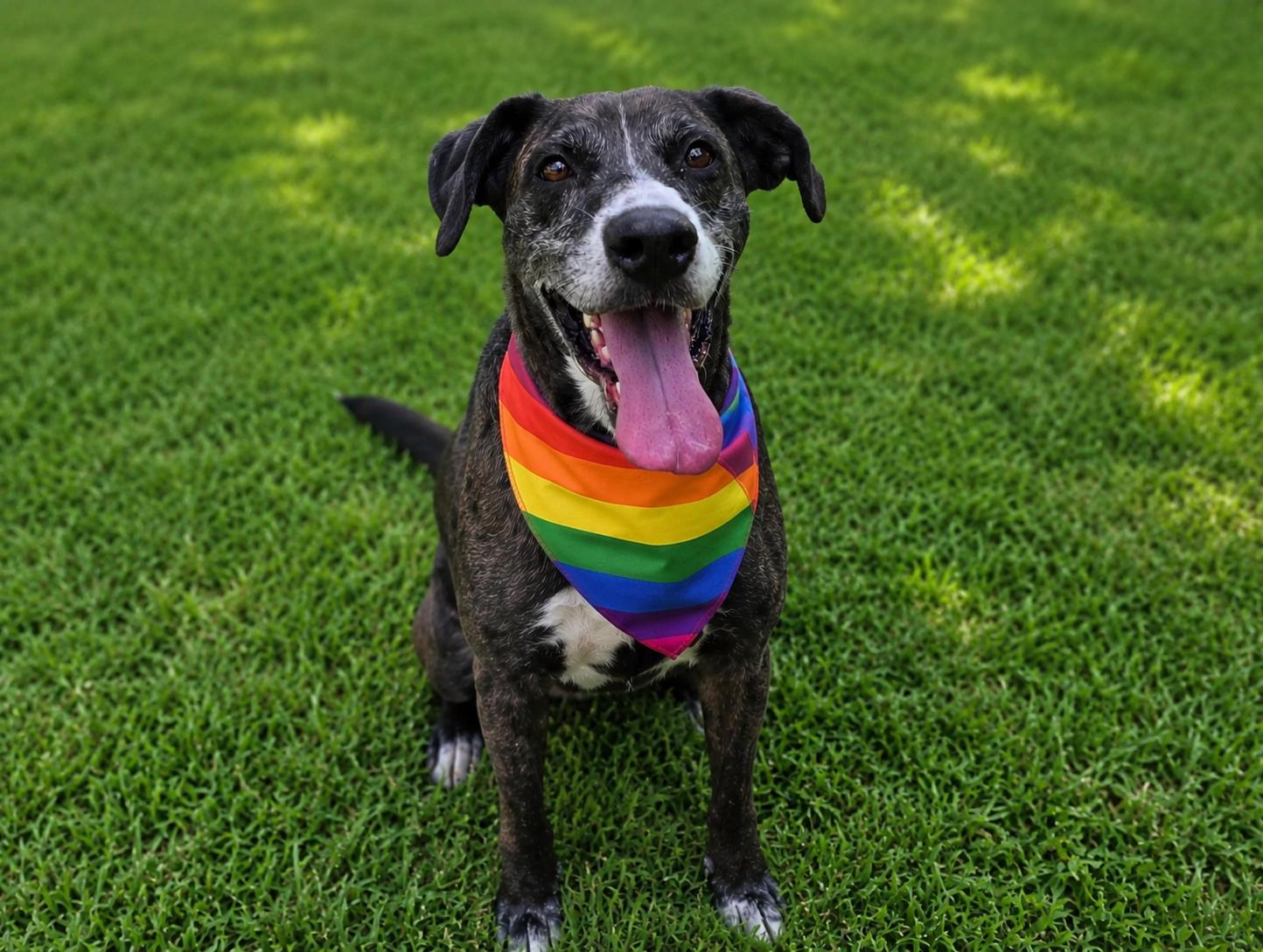 Bluebonnet a/k/a Bonnie, a Adoptable mixed breed in Portland, OR image 4/6