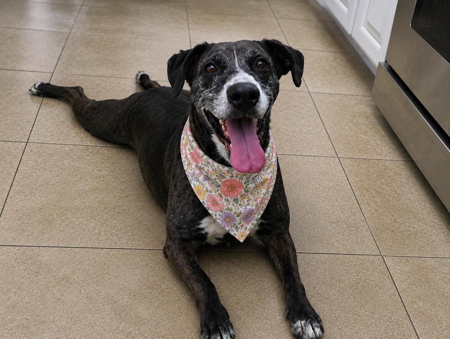Bluebonnet a/k/a Bonnie, a Adoptable mixed breed in Portland, OR image 5/6