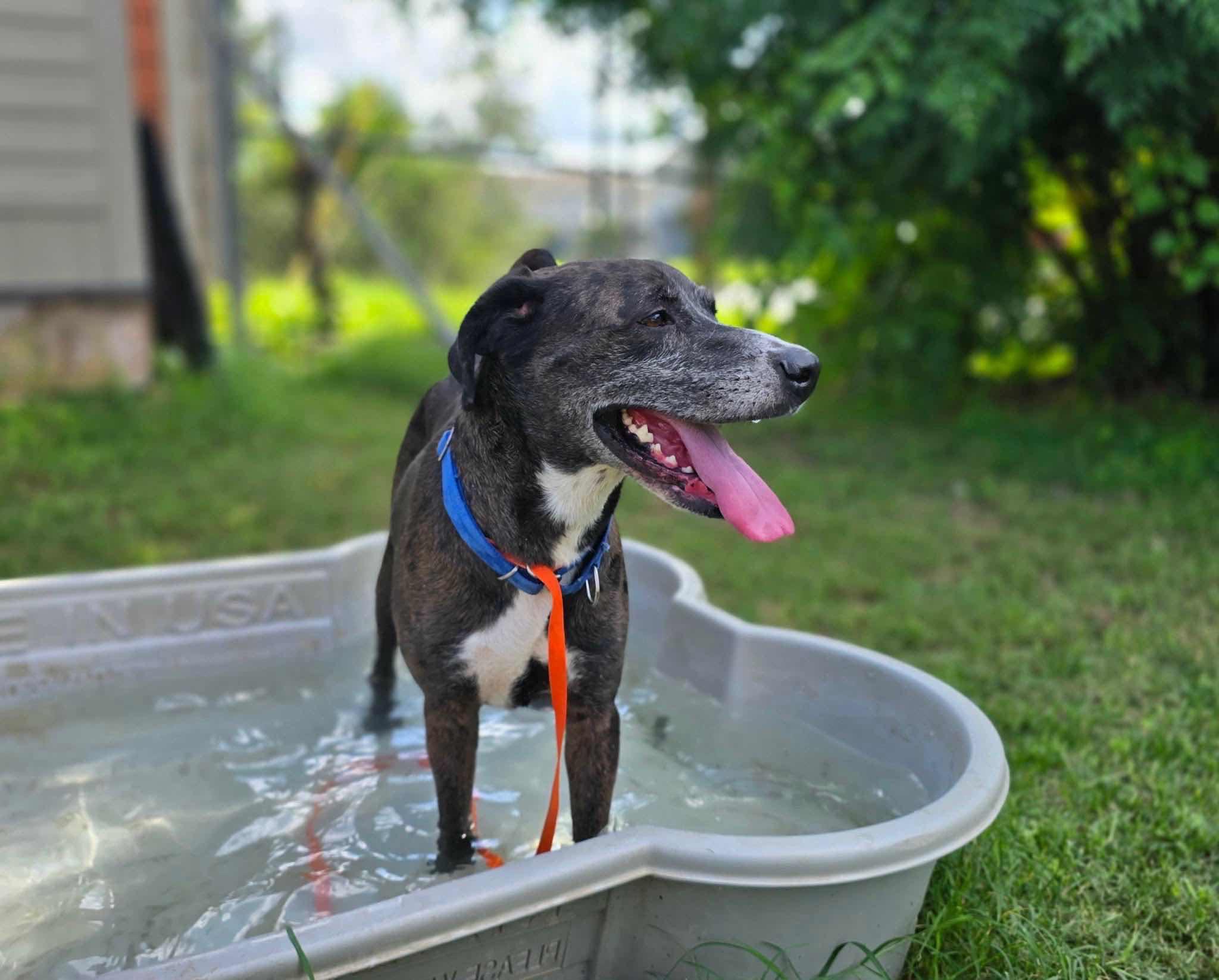 Bluebonnet a/k/a Bonnie, a Adoptable mixed breed in Portland, OR image 6/6