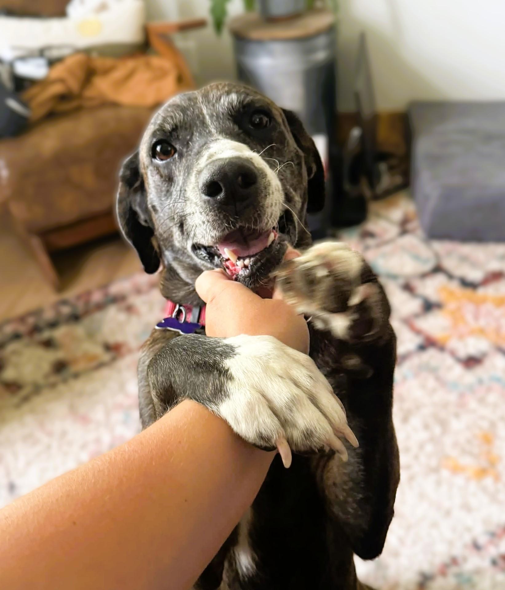 Bluebonnet a/k/a Bonnie, Adoptable, Adult Female Plott Hound & Catahoula Leopard Dog.