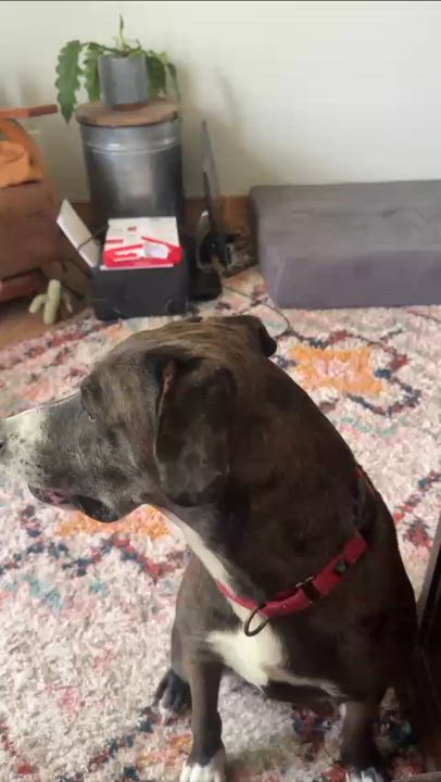 Enlarge Bluebonnet a/k/a Bonnie, a Adoptable mixed breed in Portland, OR video 3/6