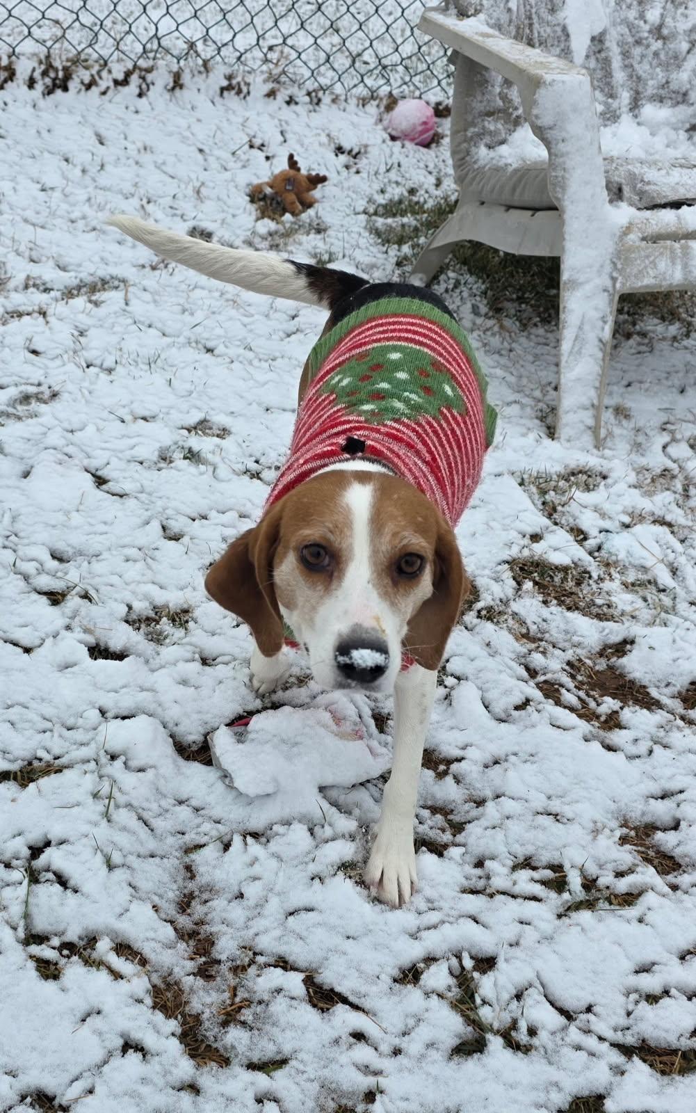 Holly, ADOPTABLE, Adult Female Beagle.