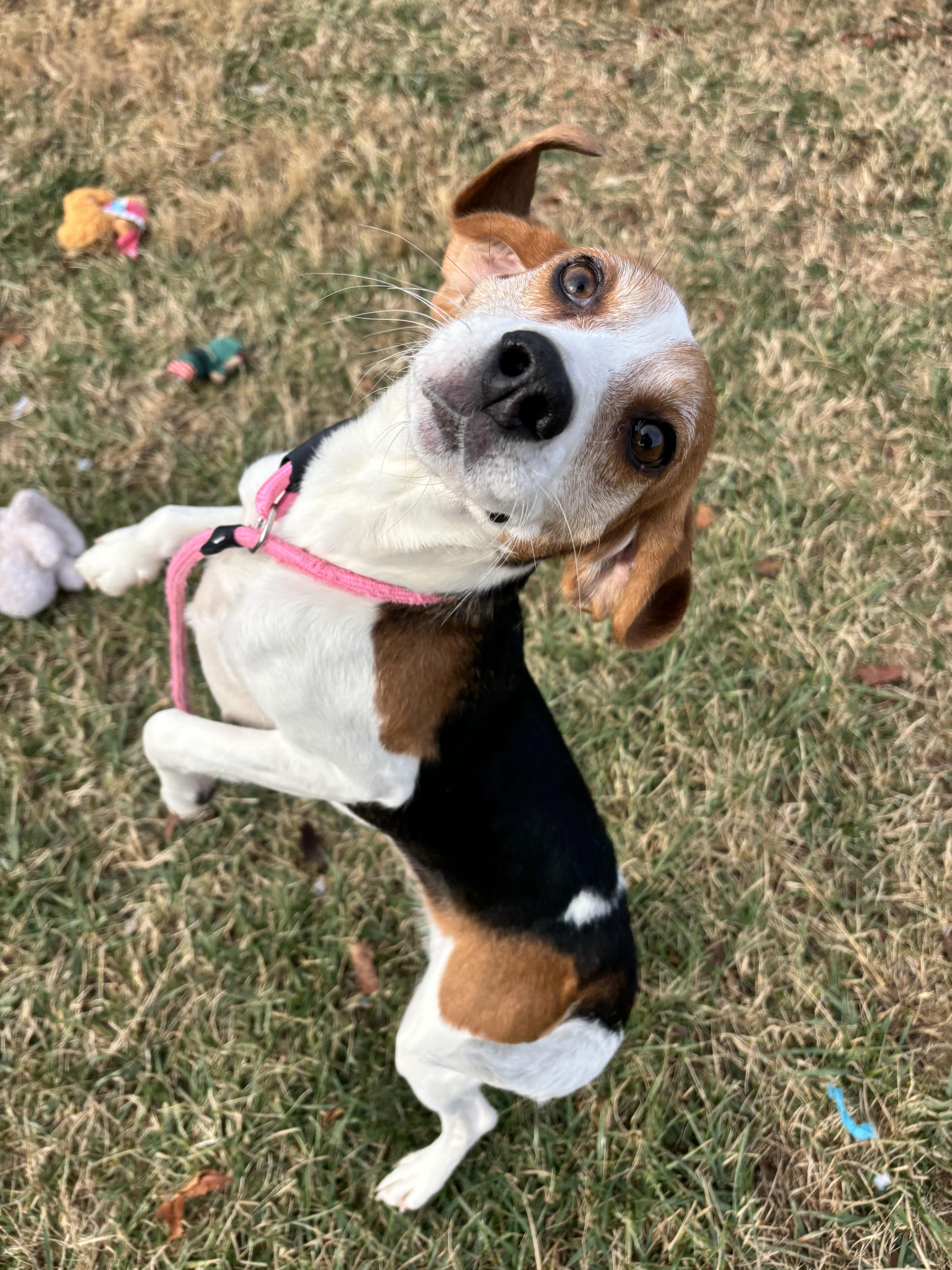Enlarge Holly, a ADOPTABLE Beagle in Culpeper, VA image 2/2