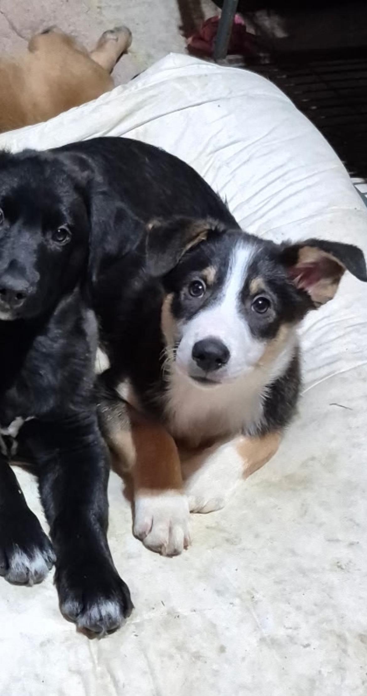 Shelby, ADOPTABLE, Puppy Female Australian Shepherd.