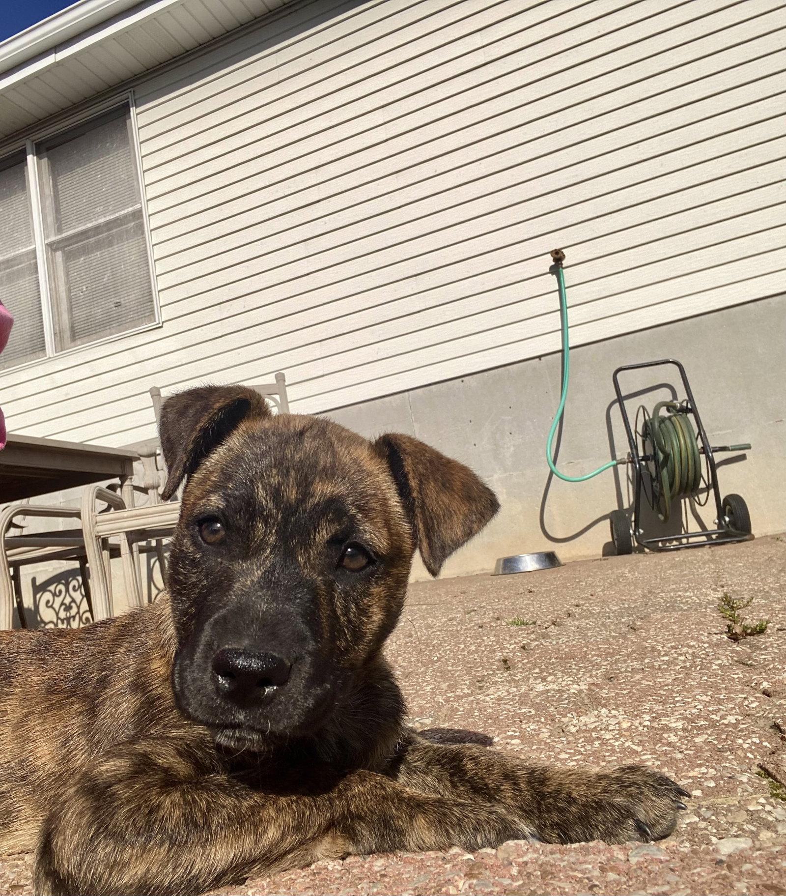 Beans, Adoptable, Puppy Female Terrier & Pit Bull Terrier.