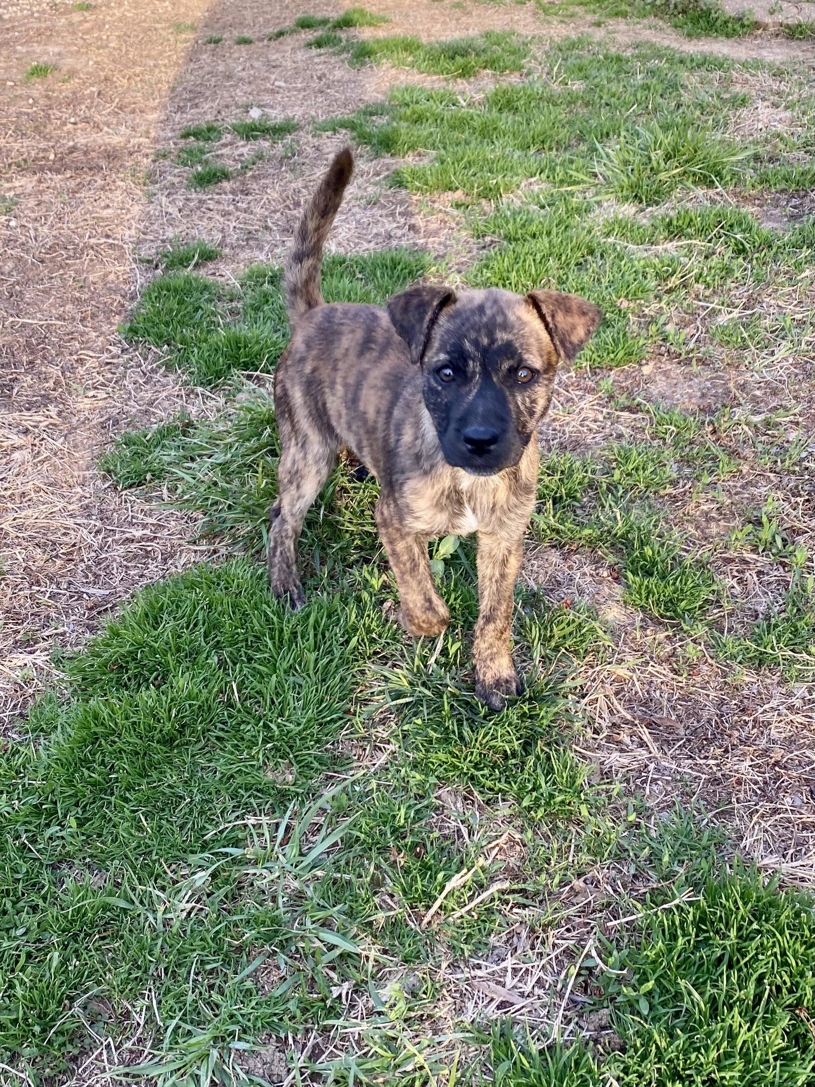 Enlarge Beans, a Adoptable mixed breed in Barnhart, MO image 2/3
