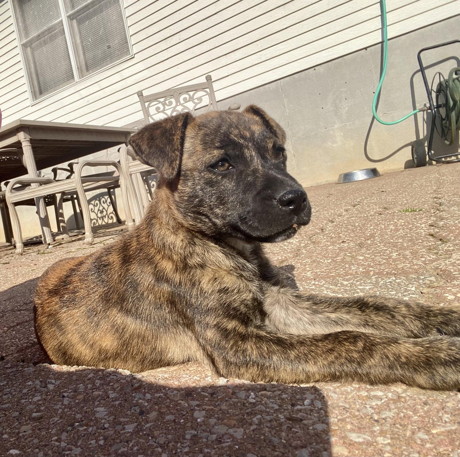 Enlarge Beans, a Adoptable mixed breed in Barnhart, MO image 3/3