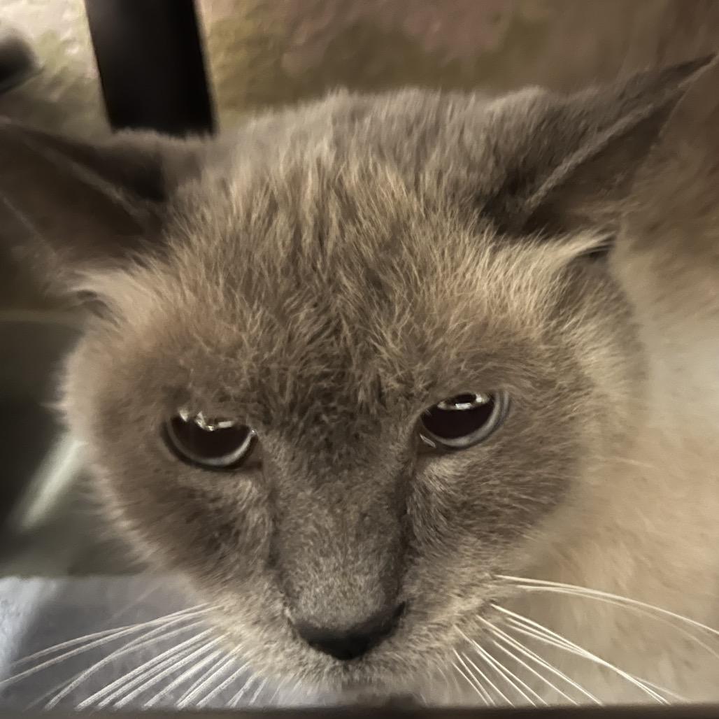 Enlarge Jack, a Adoptable Siamese in Owosso, MI image 1/5