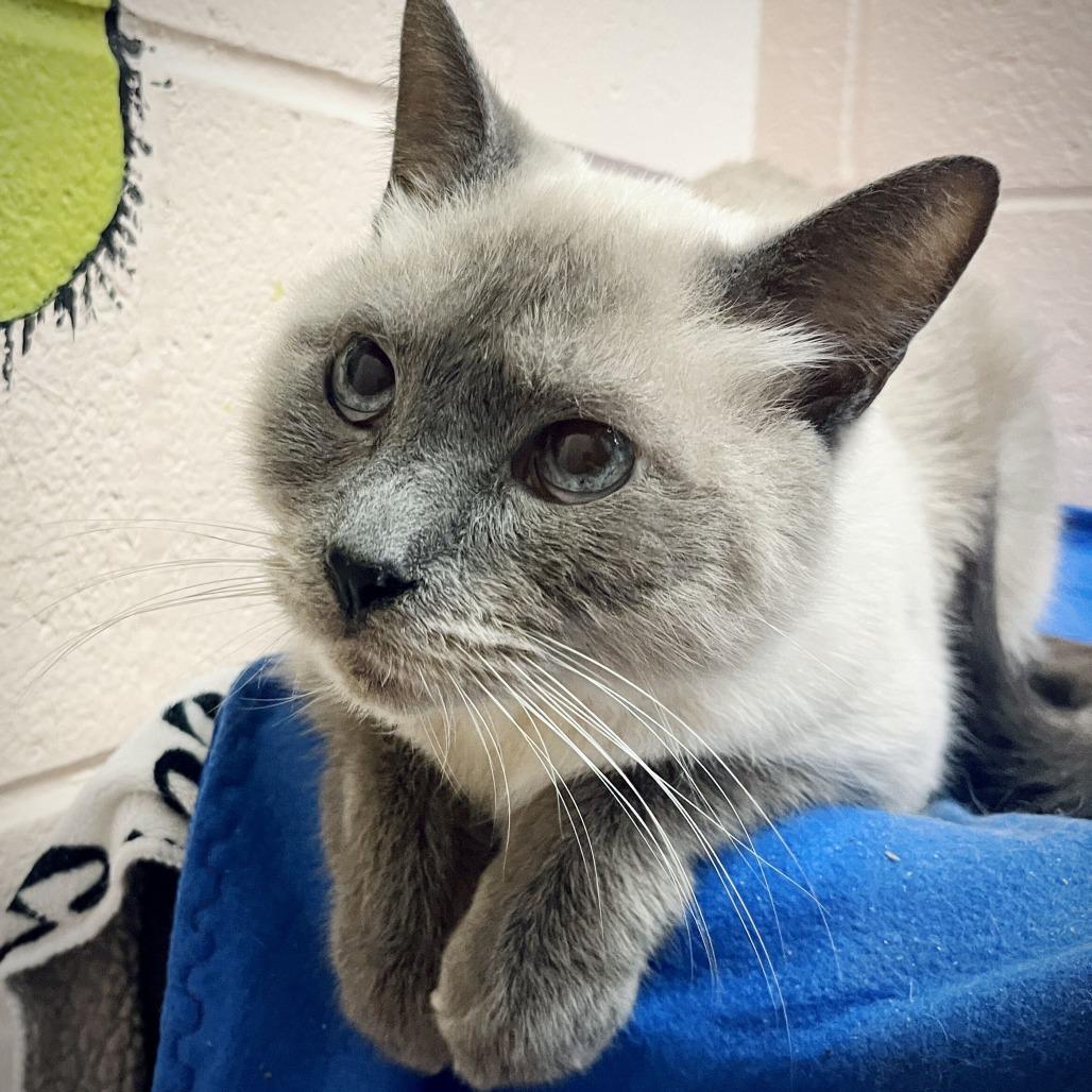 Enlarge Jack, a Adoptable Siamese in Owosso, MI image 2/5