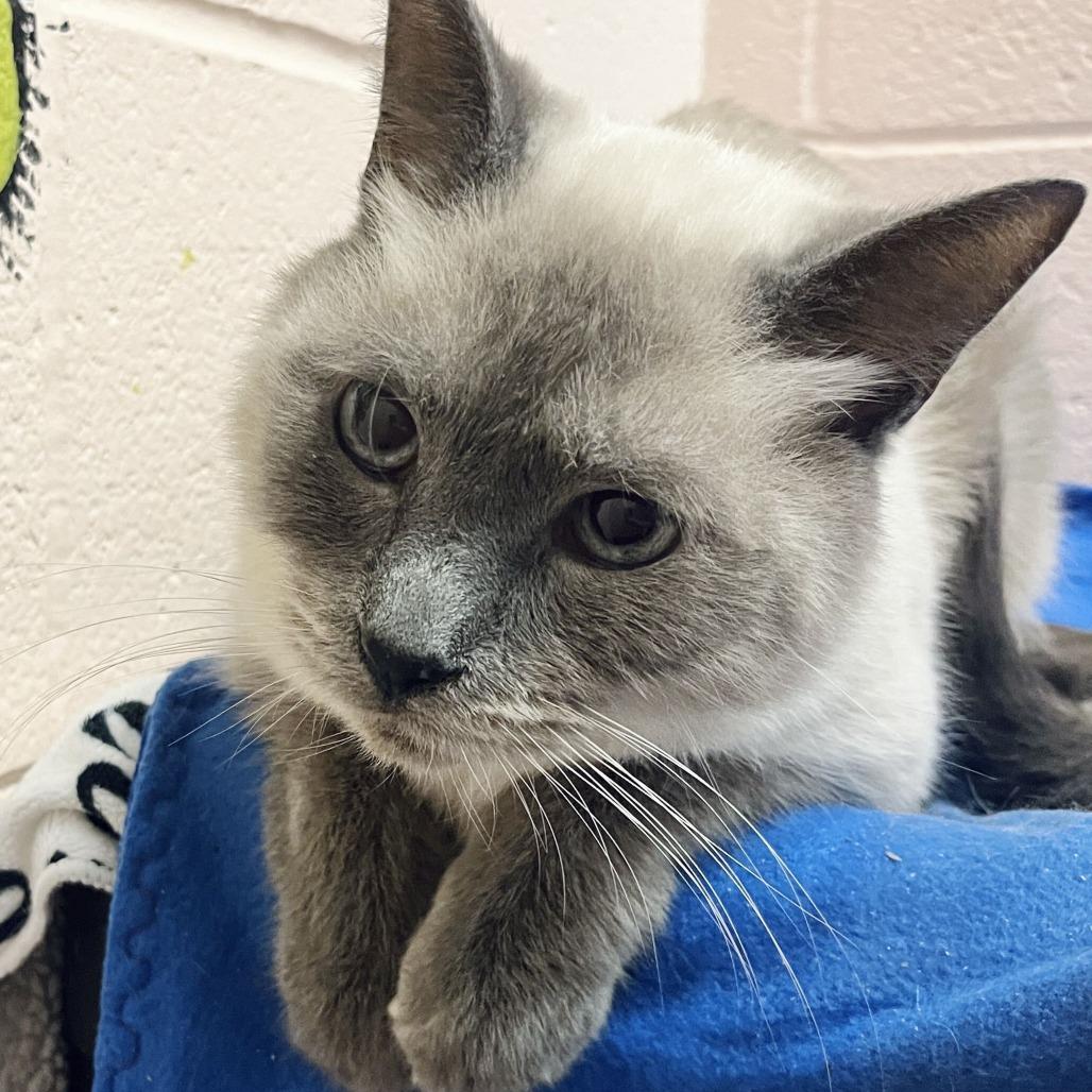 Enlarge Jack, a Adoptable Siamese in Owosso, MI image 3/5