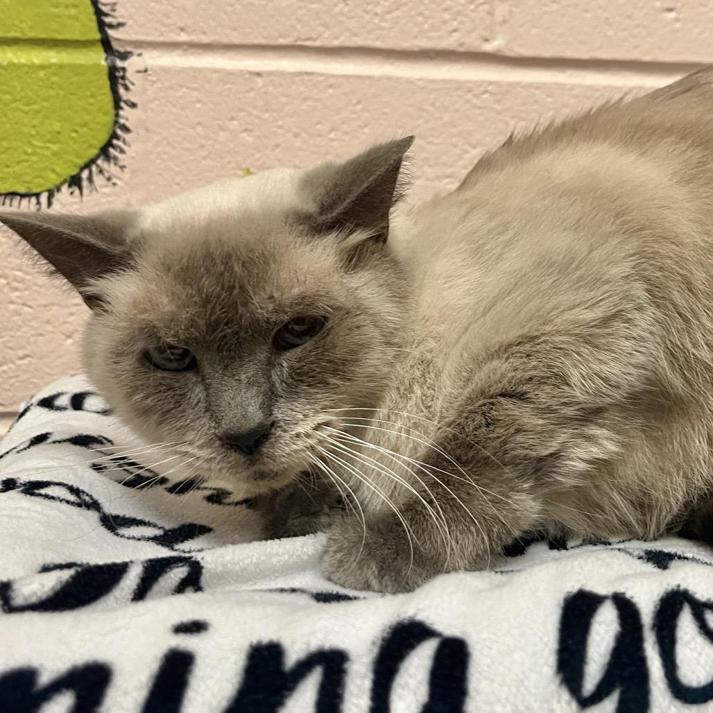 Enlarge Jack, a Adoptable Siamese in Owosso, MI image 4/5