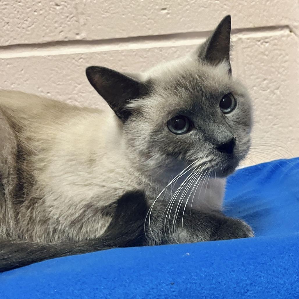 Enlarge Jack, a Adoptable Siamese in Owosso, MI image 5/5