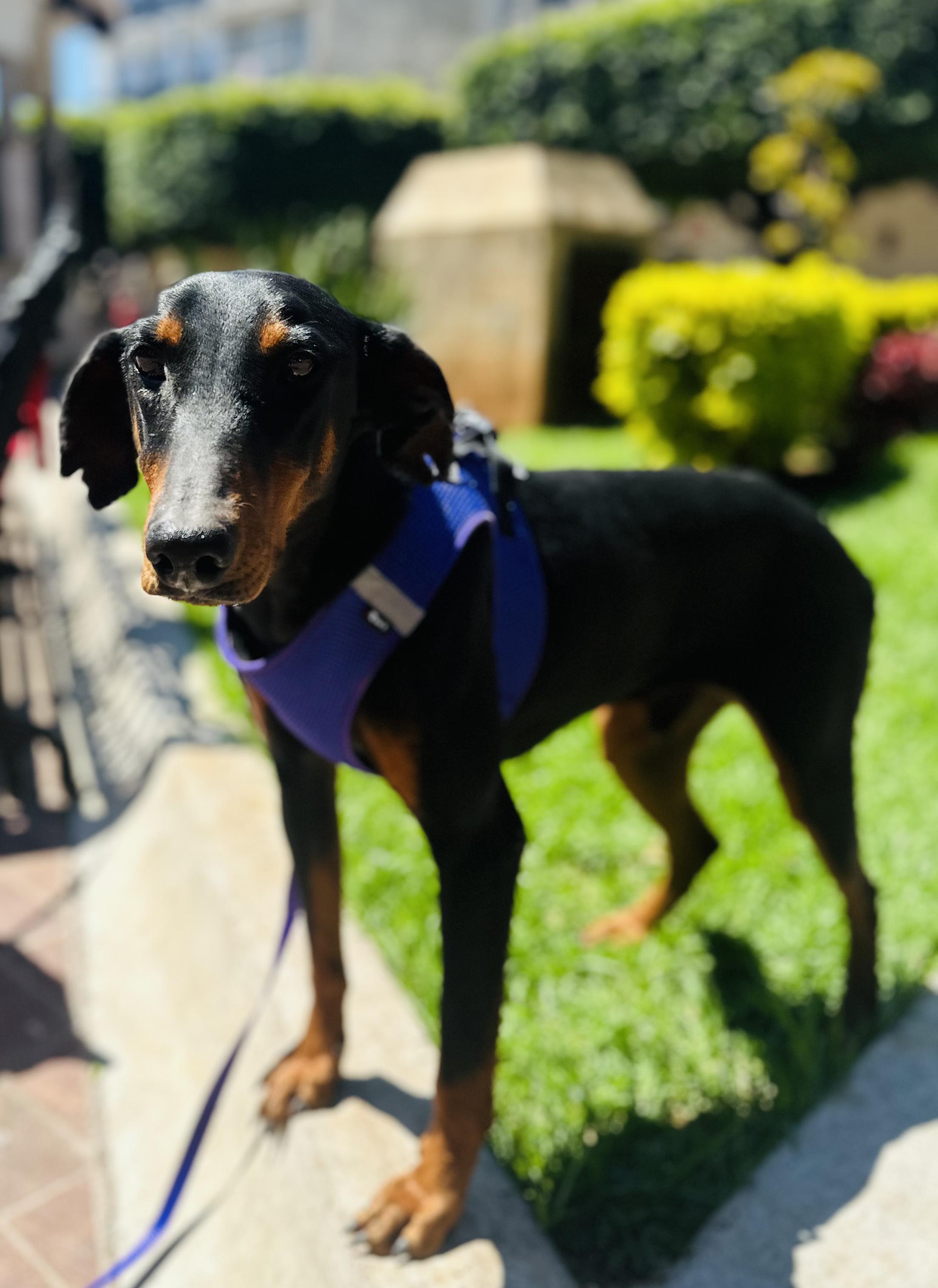 Dobby, Adoptable, Adult Male Doberman Pinscher.