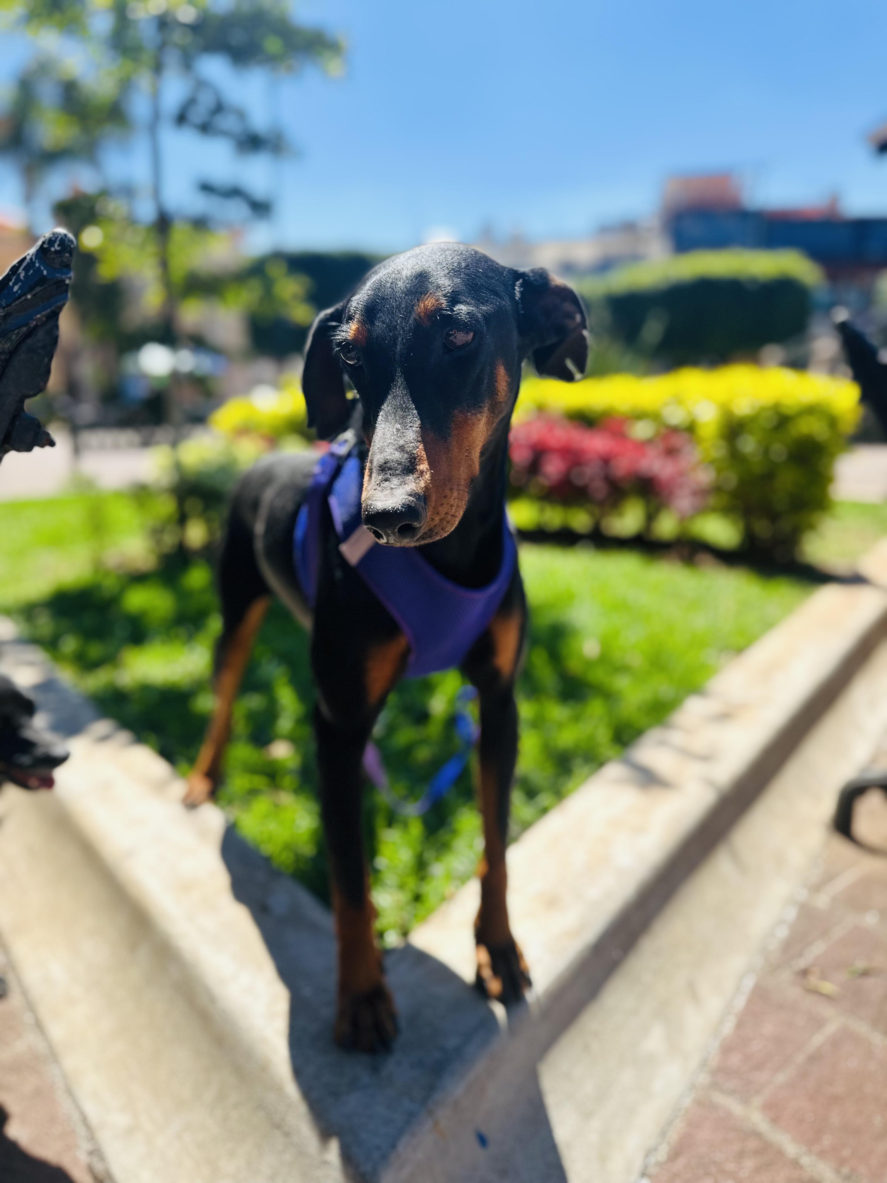 Dobby, a Adoptable Doberman Pinscher in Encino, CA image 2/6
