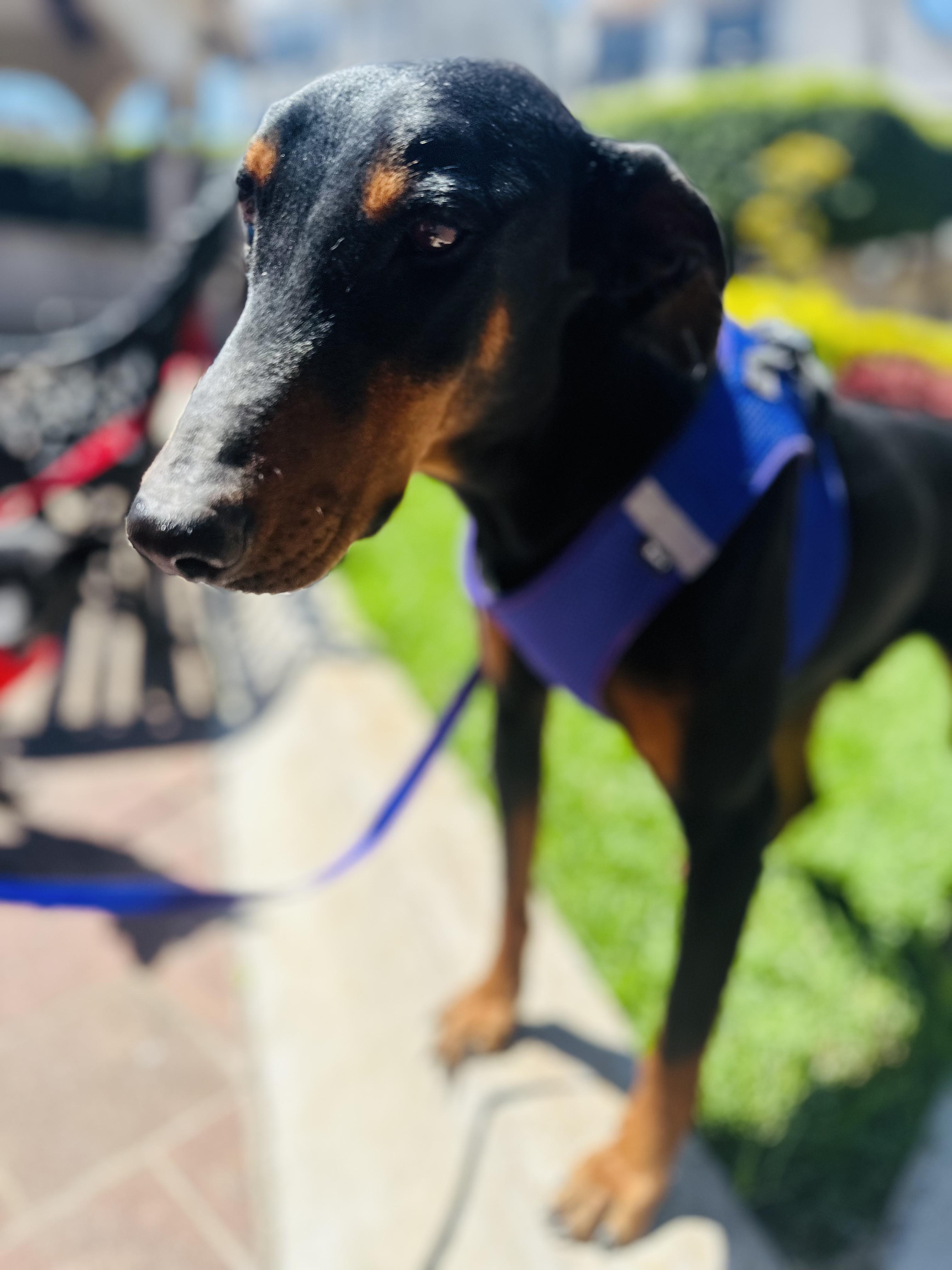 Dobby, a Adoptable Doberman Pinscher in Encino, CA image 6/6