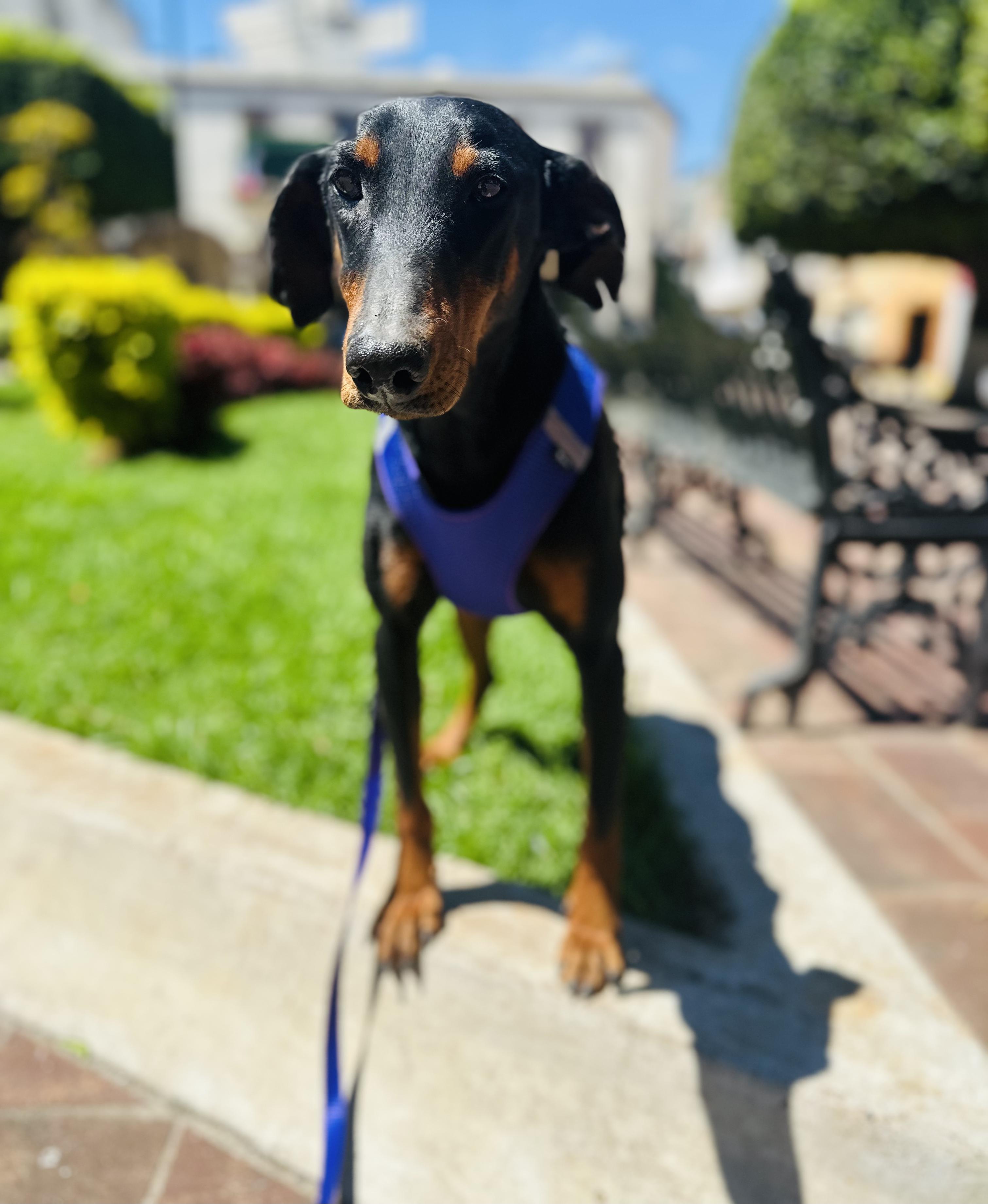 Dobby, a Adoptable Doberman Pinscher in Encino, CA image 3/6