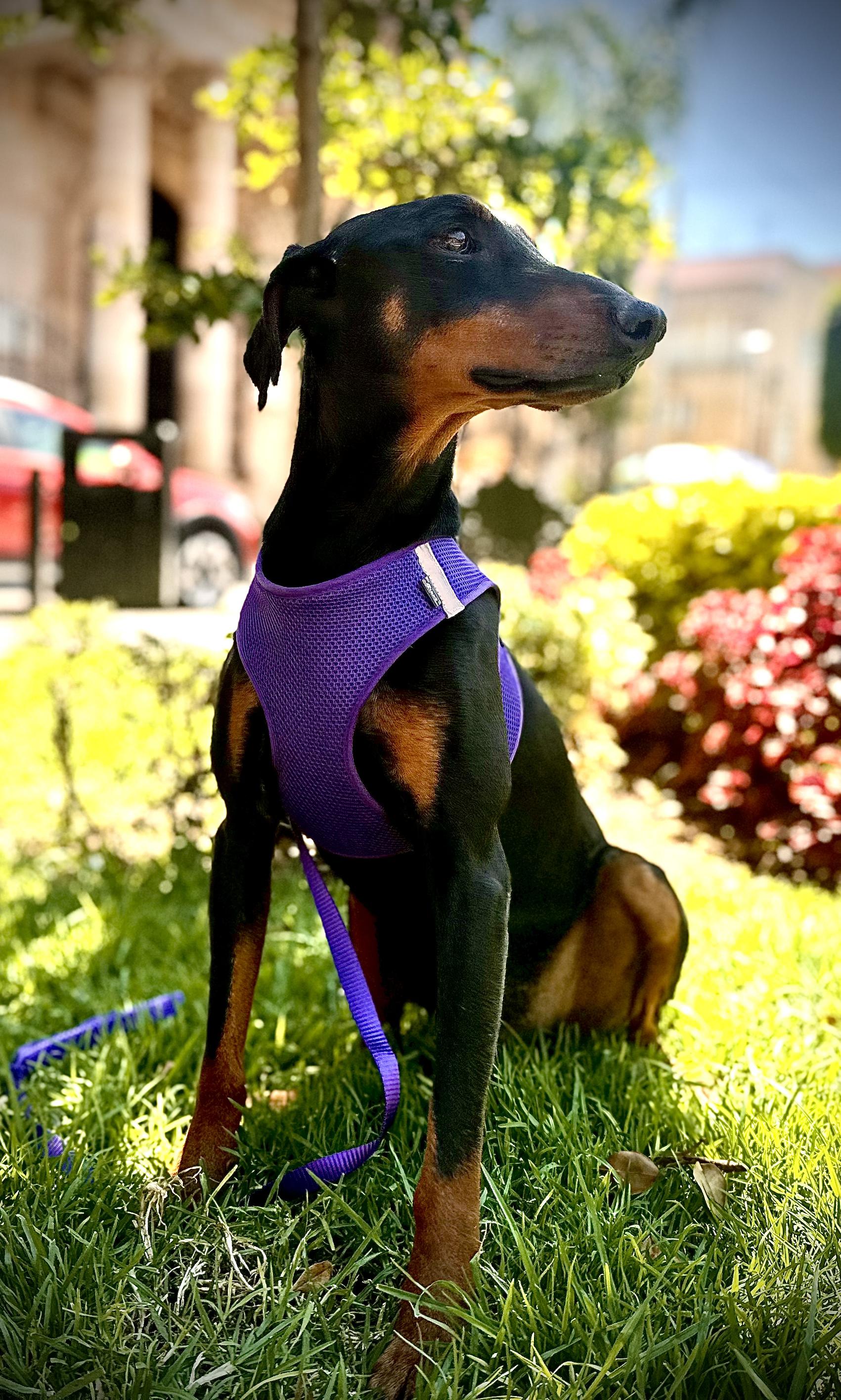 Dobby, a Adoptable Doberman Pinscher in Encino, CA image 4/6